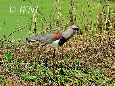 Southern Lapwing (Vanellus chilensis)
